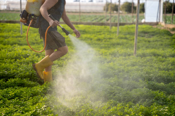Best Mosquito Control Services  in Eden Isle, LA