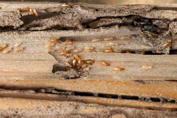 Best Ant Control Services  in Eden Isle, LA