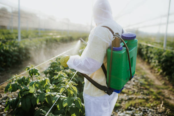 Best Pest Control Treatment  in Eden Isle, LA